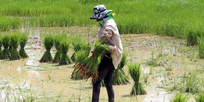 World’s largest rice exporter India restricts shipments after below-average monsoon rainfall