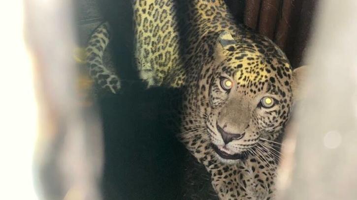 Leopard Suspected To Be Behind The Killing Of A Toddler Captured In Mumbai’s Aarey