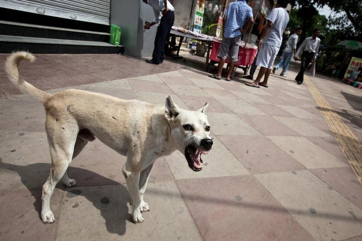 ‘Intestines Pulled Out’: Infant Dies After Attack By Street Dog At Noida Housing Society