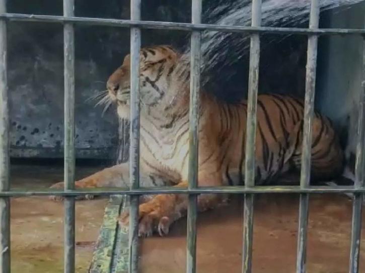 Tiger That Killed At Least 13 Cattle, Terrorised A Kerala Village For A Month, Captured