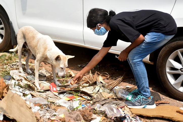 SC Stays Bombay HC Observation On Adopting Strays To Feed Them, Allows Feeding In Designated Locations