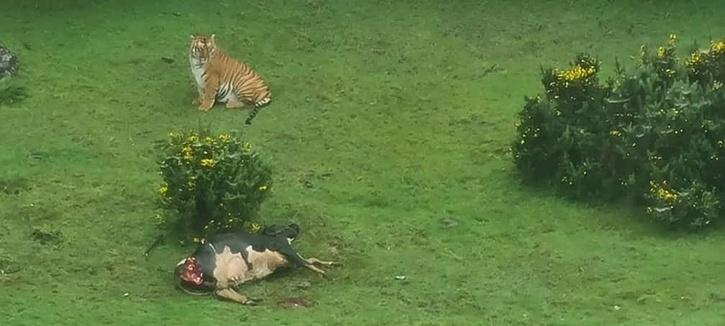 Tiger Spotted Near Golf Course In Tamil Nadu’s Ooty, Preying On Cow, Hunt On For The Big Cat